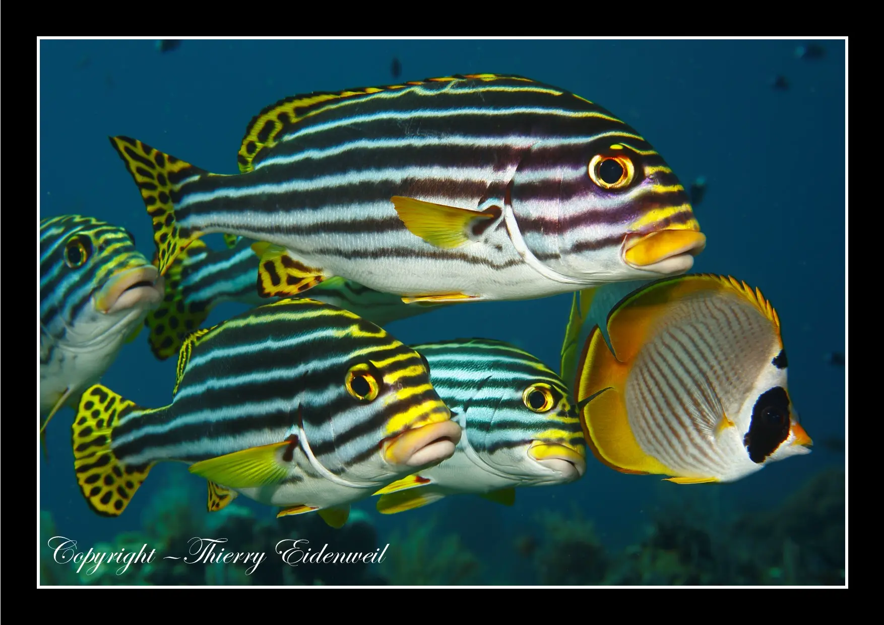 Anilao Macro Dive Media Highlight
